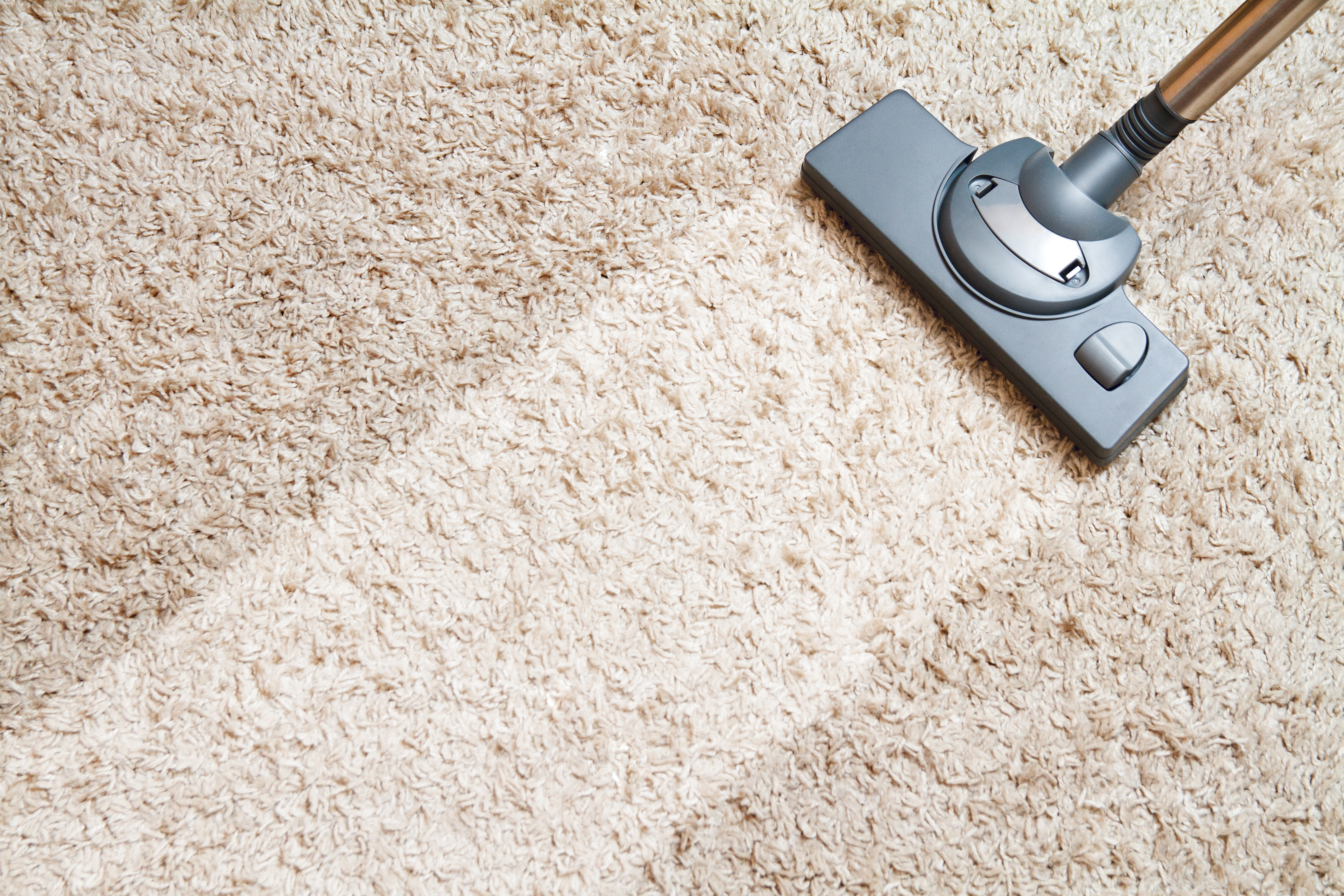 Vacuum cleaner head on light beige carpet during cleaning